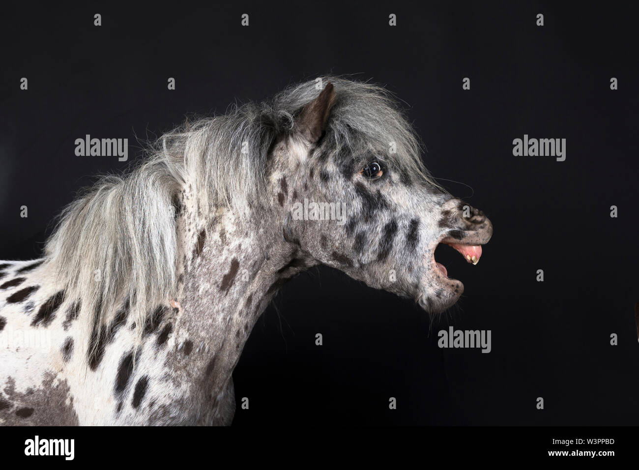 Appaloosa in miniatura . Cavallo adulto sbadigli. Studio Immagine contro uno sfondo nero. Germania Foto Stock