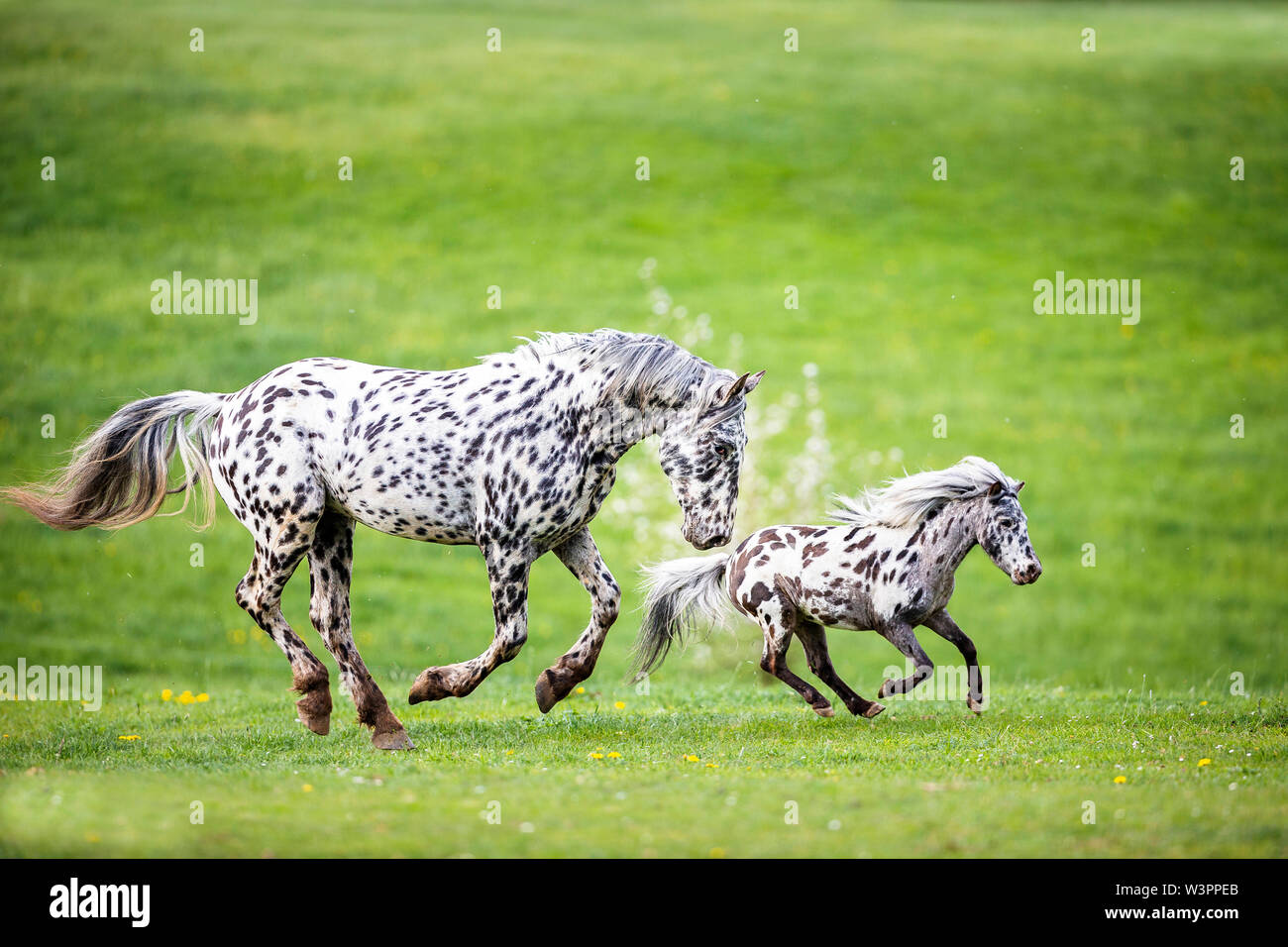 Knabstrup del cavallo e del pony Shetland, Appaloosa in miniatura. Due stalloni al galoppo su un pascolo. Germania Foto Stock