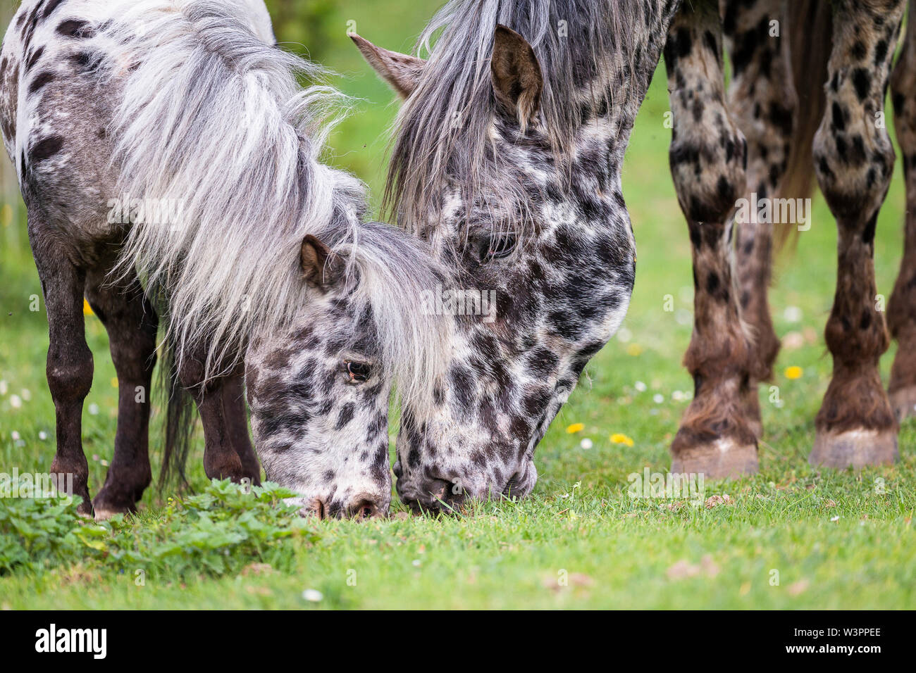 Knabstrup del cavallo e del pony Shetland, Appaloosa in miniatura. Due stalloni insieme al pascolo. Germania Foto Stock