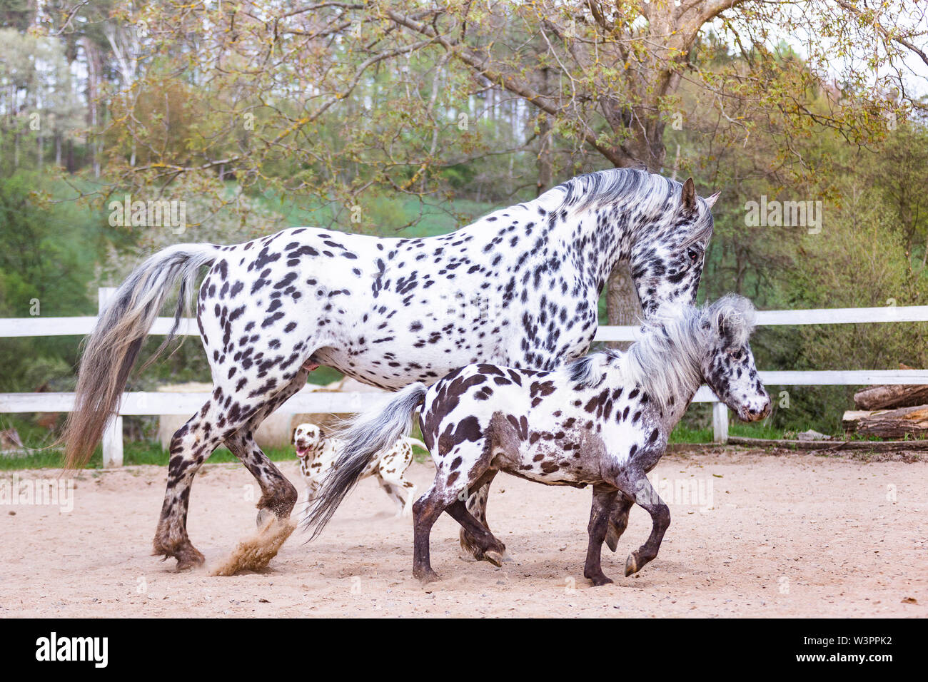 Knabstrup cavallo, Dalmatioan e pony Shetland, Appaloosa in miniatura. Due stalloni e un cane in un luogo di equitazione. Germania Foto Stock