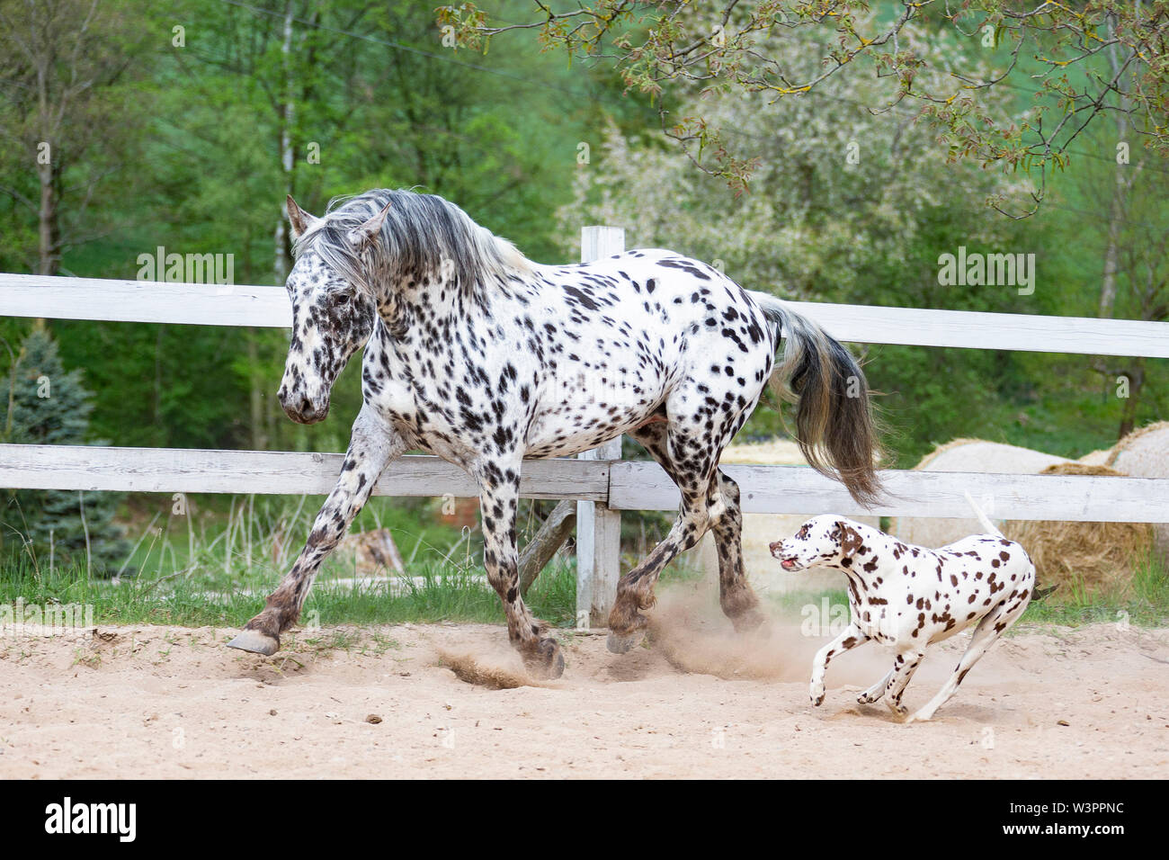 Cavallo Knabstrup Dalmazia. Stallone e cane in esecuzione in un luogo di equitazione. Germania Foto Stock