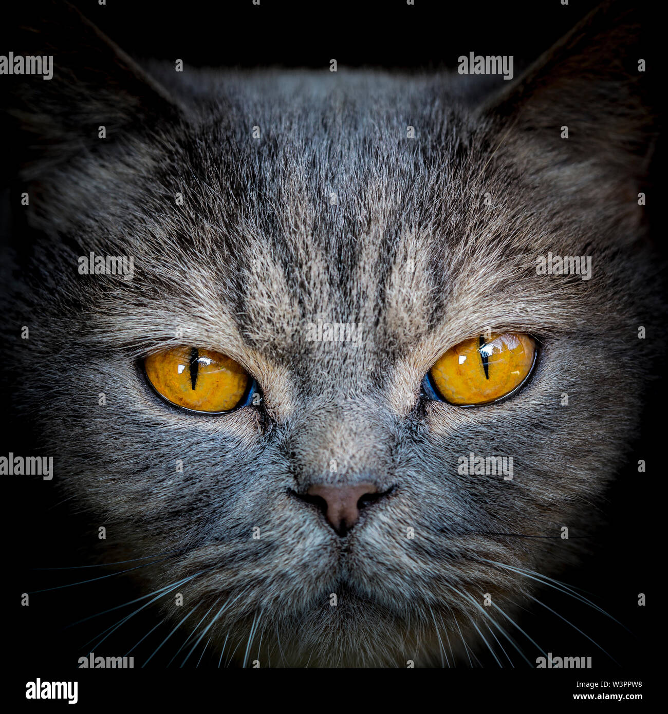 Vicino la casa britannica grigio cat ritratto con gli occhi gialli. Carino faccia peloso con baffi visualizzati in dettaglio con studio su sfondo nero. Strong cat. Foto Stock