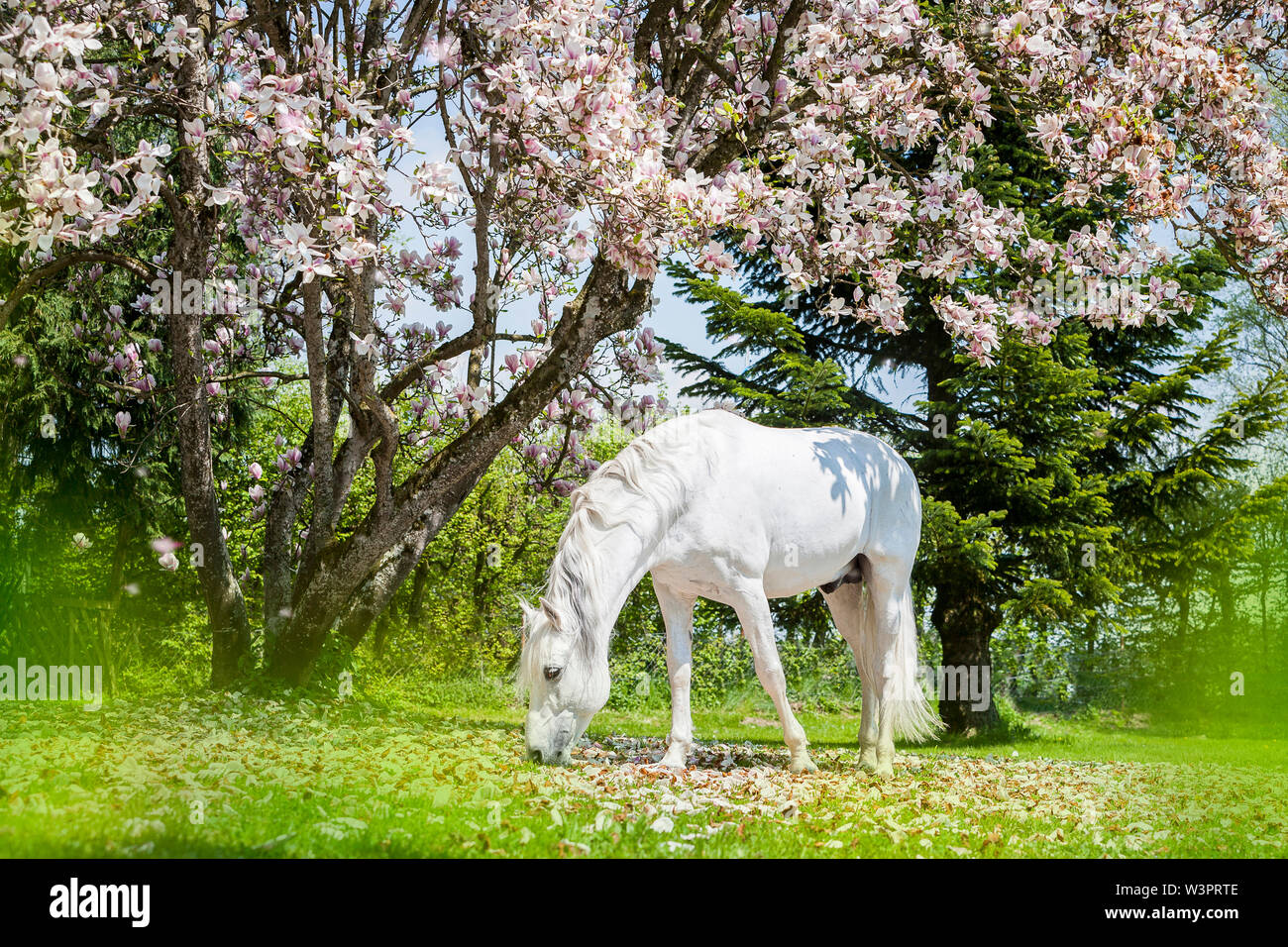 Puro Cavallo Spagnolo andaluso. Stallone grigio pascolare sotto una fioritura Magnolia. Germania Foto Stock