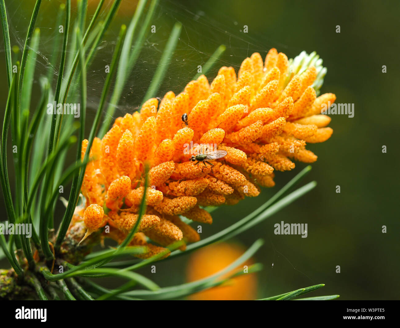 Primo piano di un fiore di un albero di pino diramazione con una visita a volare e spider Foto Stock