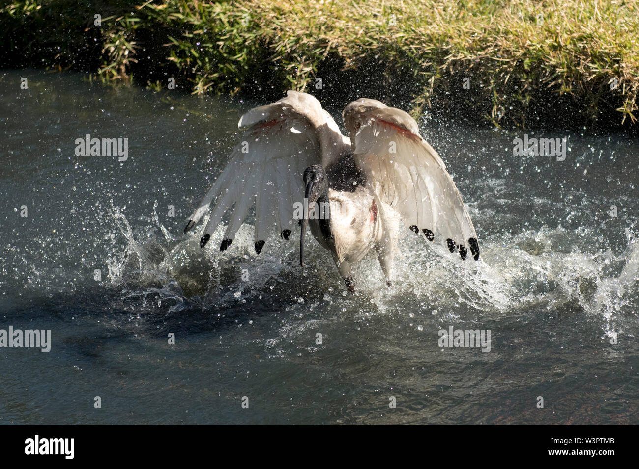 Australian white ibis (Threskiornis molucca) la balneazione in acque poco profonde. Foto Stock