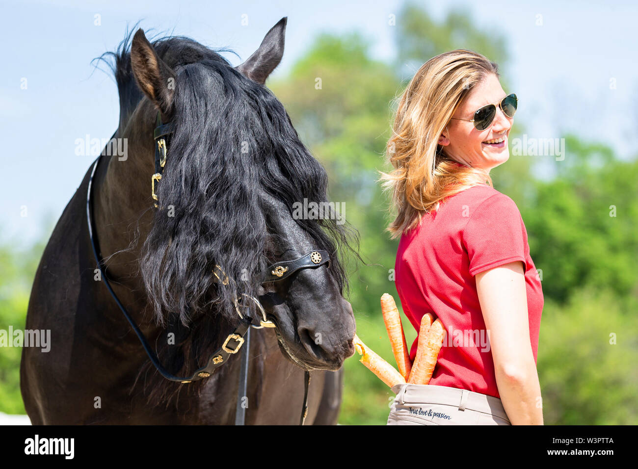 Puro Cavallo Spagnolo andaluso. Stallone nero a rubare il suo pilota carote dalla coulisse. Germania Foto Stock