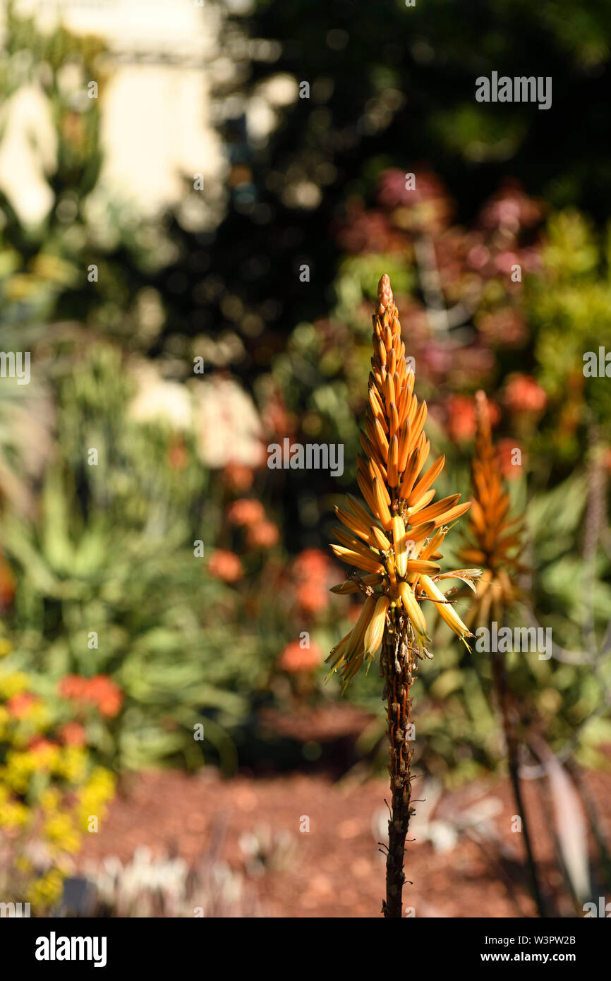 Flower spike di specie Aloe Foto Stock