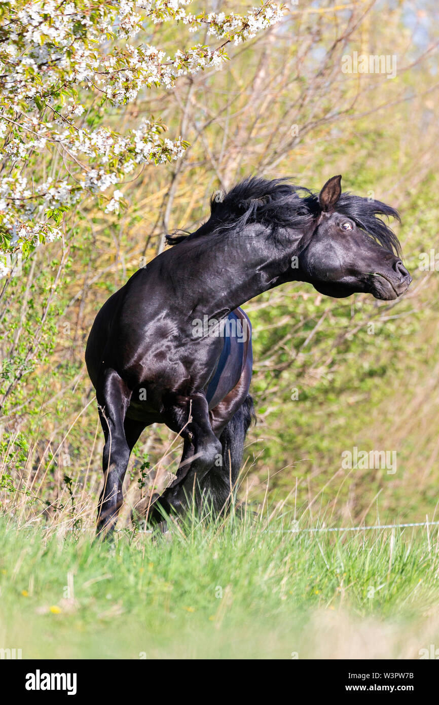 Puro Cavallo Spagnolo andaluso. Stallone nero mostra off lanciando la sua testa. Germania Foto Stock