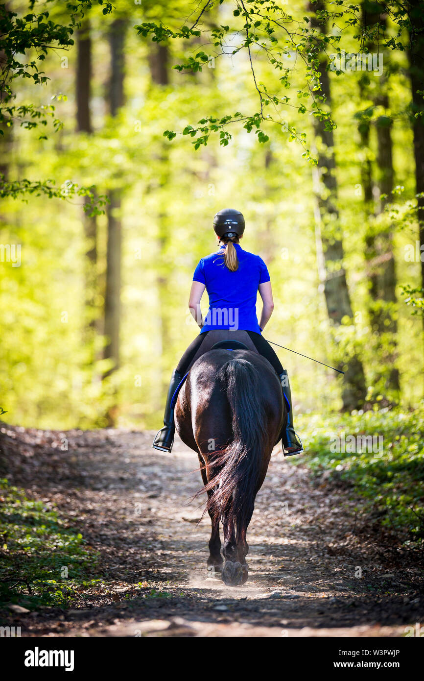 Hanoverian cavallo. Nero castrazione con pilota in una foresta in primavera. Germania Foto Stock