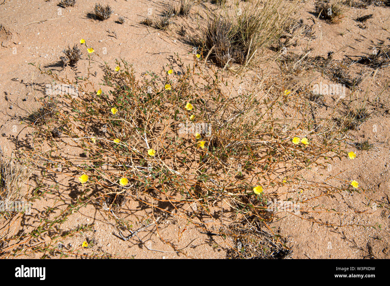 Mouse giallo-whiskers, (Cleome angustifolia), Capo Croce, Namibia Foto Stock