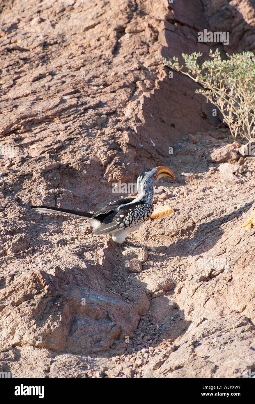 Southern Yellow-fatturati hornbill (Tockus leucomelas) sul terreno. Questo hornbill è trovato comunemente in secco thorn campi e ampio leafed boschi Foto Stock