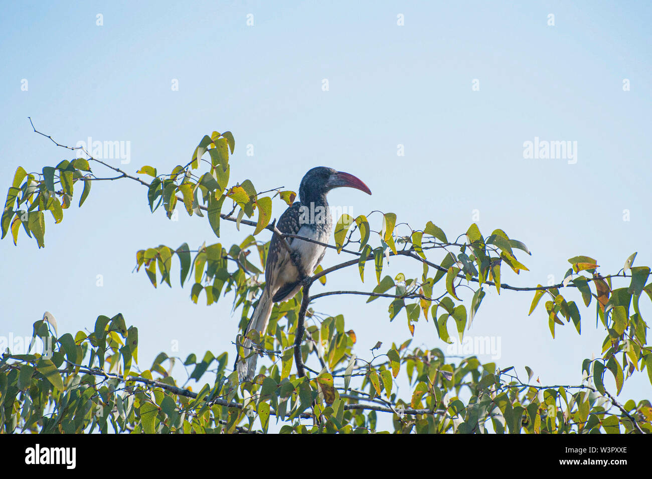 Monteiro's Hornbill (Tockus monteiri), endemica in Namibia, alimenta esclusivamente su insetti e altri piccoli artropodi. Il suo habitat è la savana e dr Foto Stock