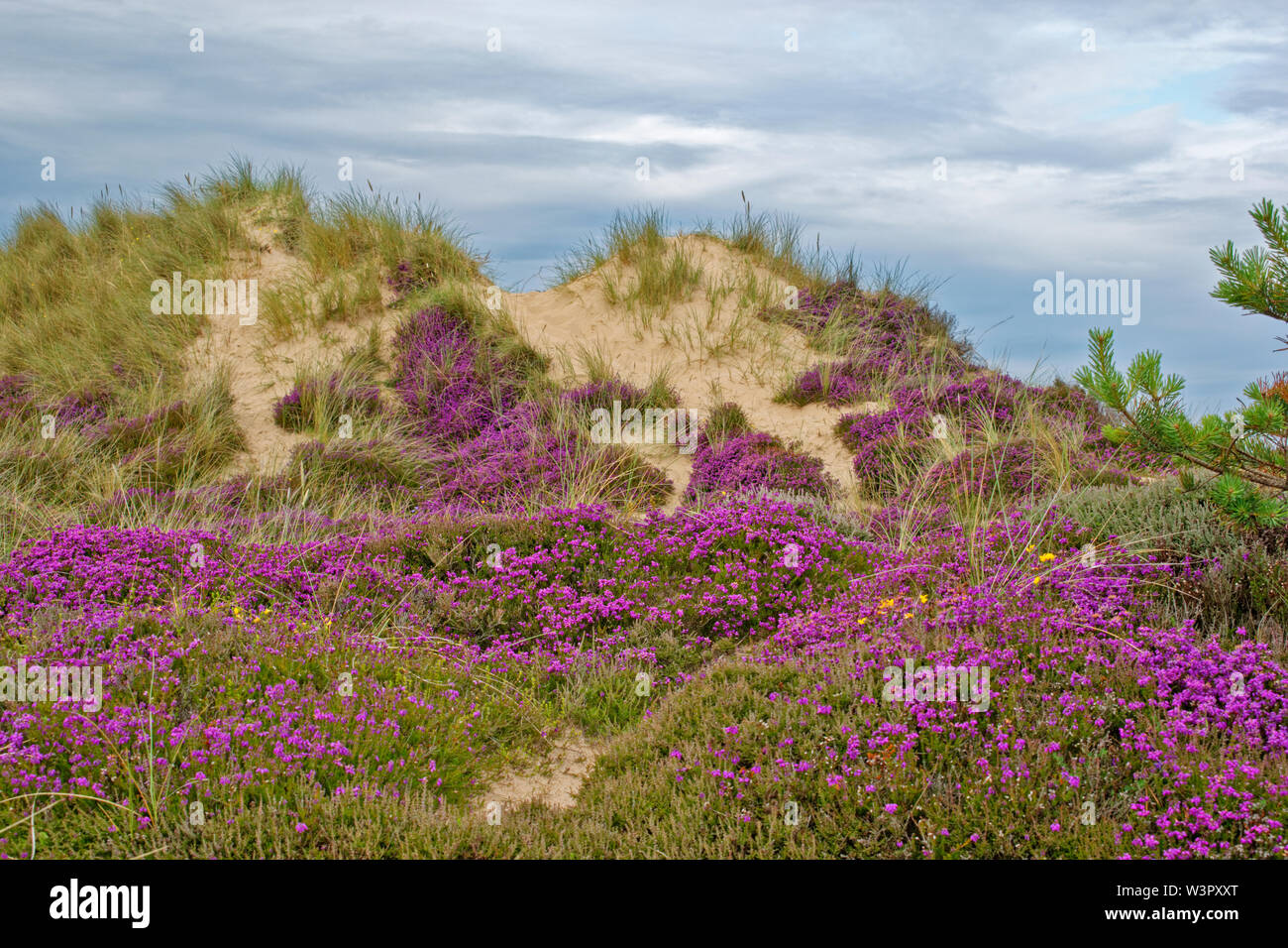 FINDHORN MORAY COAST IN SCOZIA IN ESTATE di grandi dune di sabbia con molti cespugli di erica viola o Erica Calluna Foto Stock