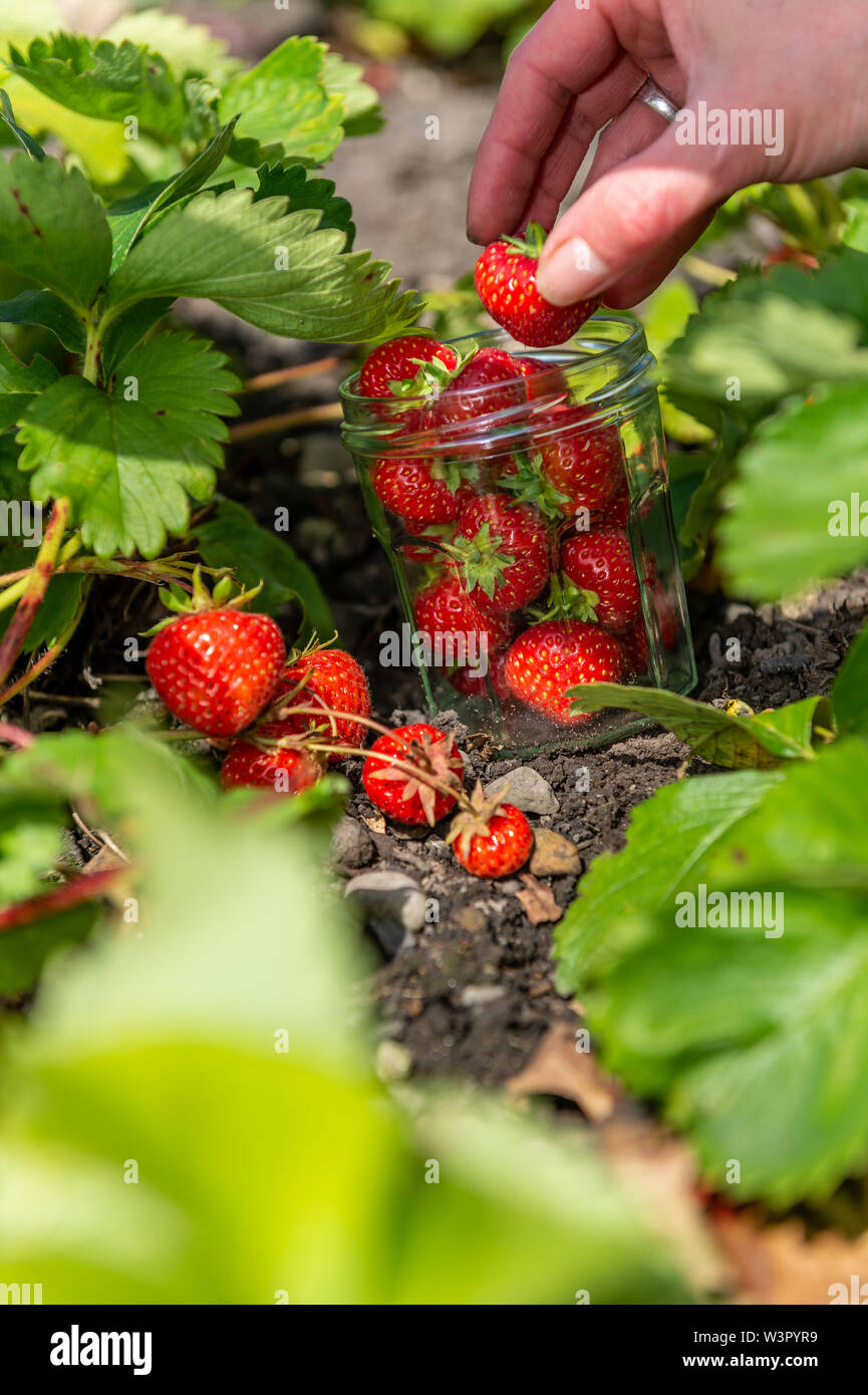 Donna picks home fragole coltivate nello Yorkshire Foto Stock