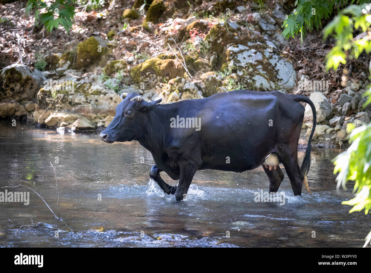 Bovini domestici. Free-ranging in bianco e nero il bestiame. Mucca che attraversa un ruscello. Einfyayla, Turchia Foto Stock