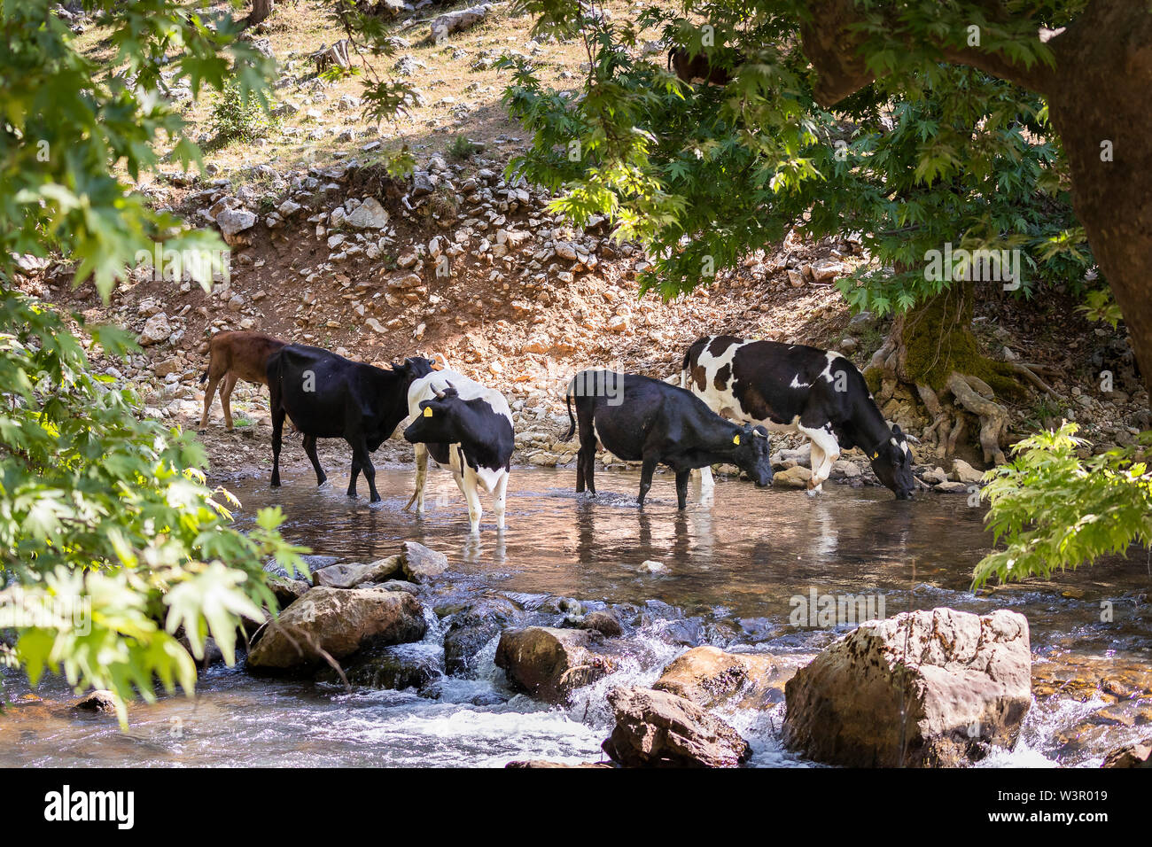 Bovini domestici. Free-ranging in bianco e nero il bestiame. Gruppo di raffreddamento in un flusso. Einfyayla, Turchia Foto Stock