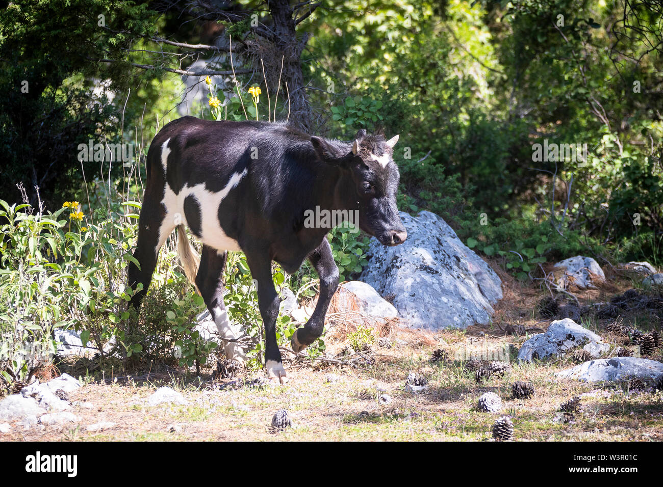 Bovini domestici. Free-ranging in bianco e nero il bestiame. Einfyayla, Turchia Foto Stock