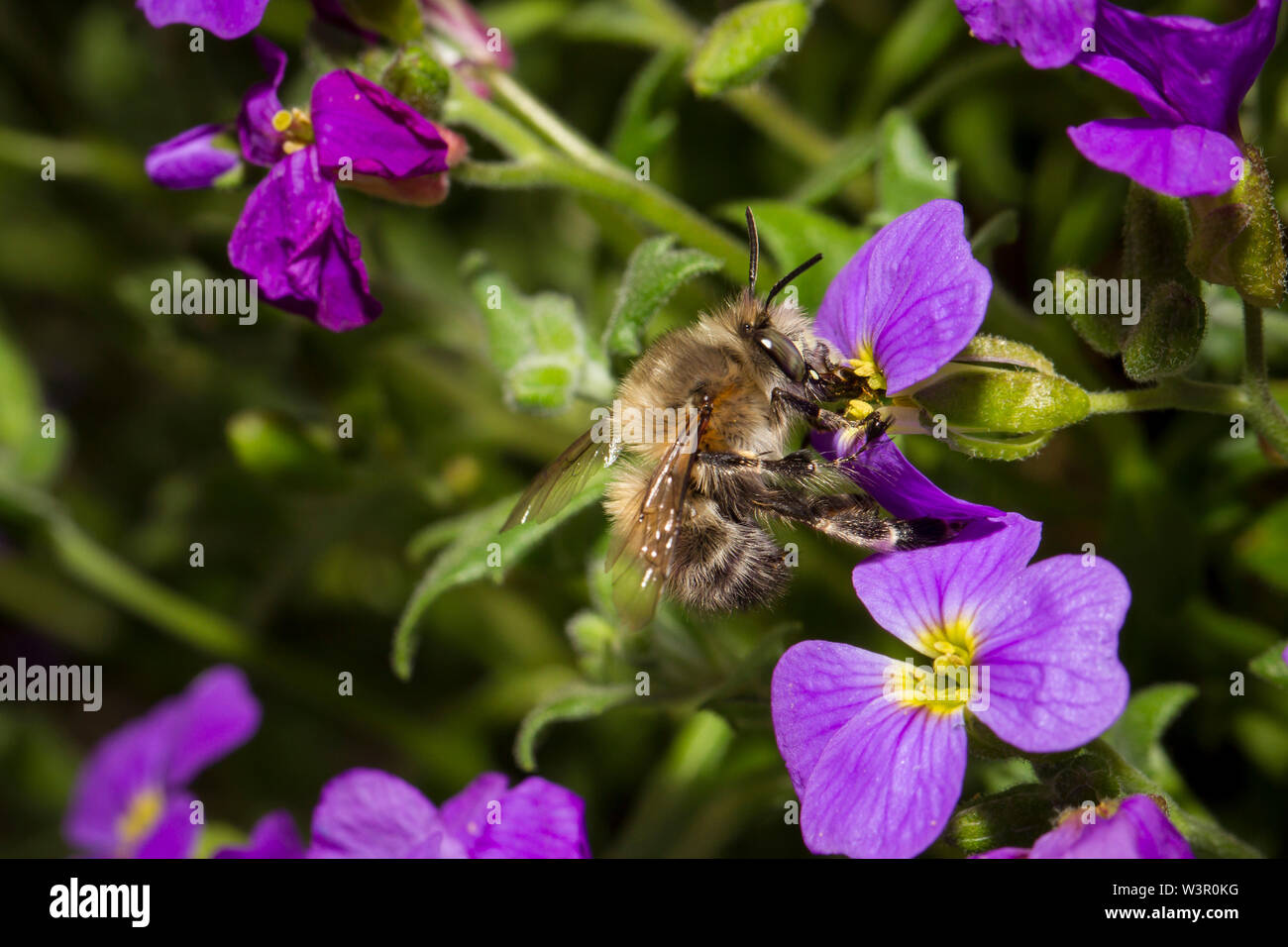 Hairy-footed fiore Ape (Anthophora plumipes). Maschio su un fiore Aubrieta (Aubrieta x cultorum). Foto Stock