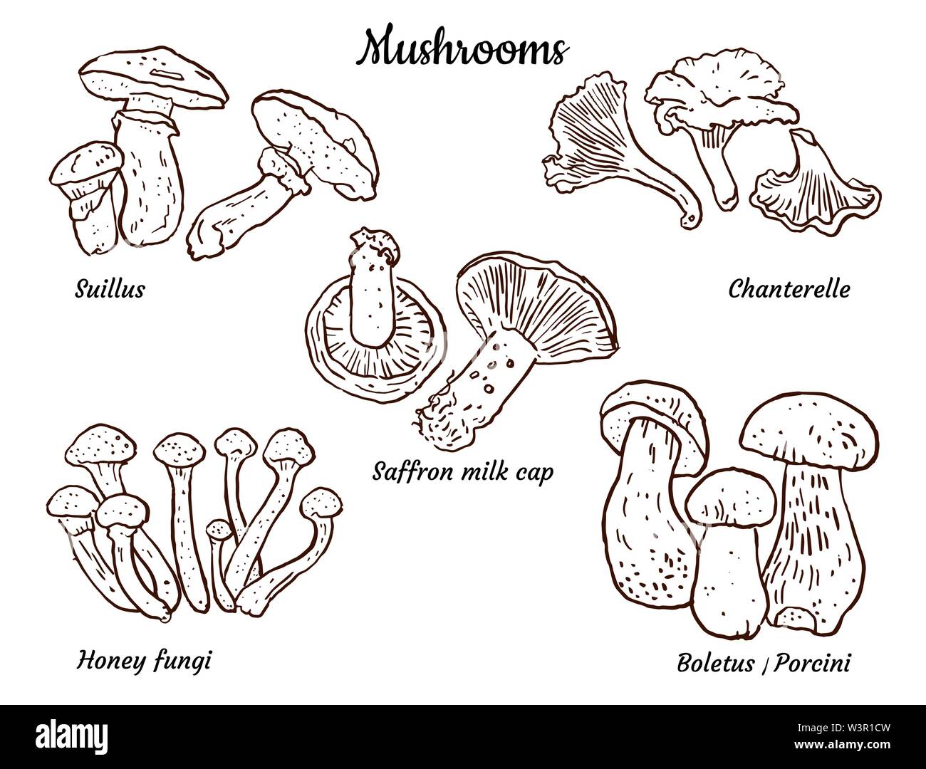 I funghi commestibili : funghi porcini, finferli, zafferano tazza di latte, miele, funghi suillus. Disegnata a mano illustrazione isolato su bianco. Cucina di stagione, imballaggio Illustrazione Vettoriale