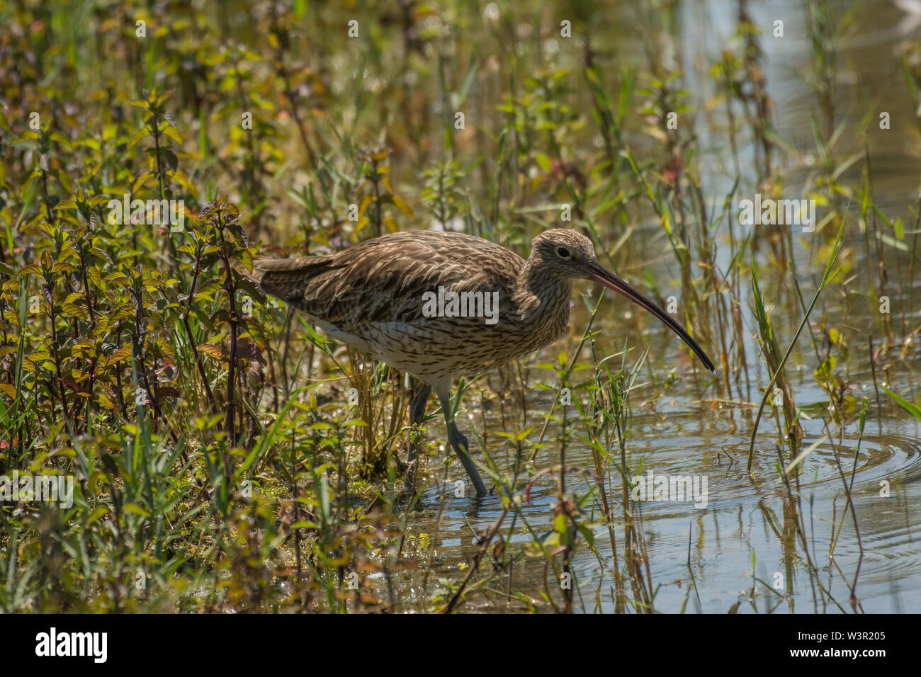 Eurasian curlew o comune (curlew Numenius arquata) a bordo d'acqua Foto Stock