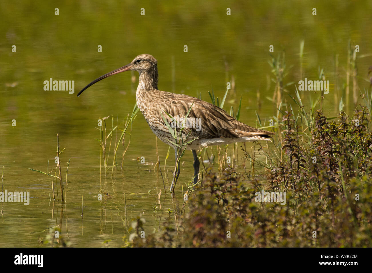 Eurasian curlew o comune (curlew Numenius arquata) a bordo d'acqua Foto Stock
