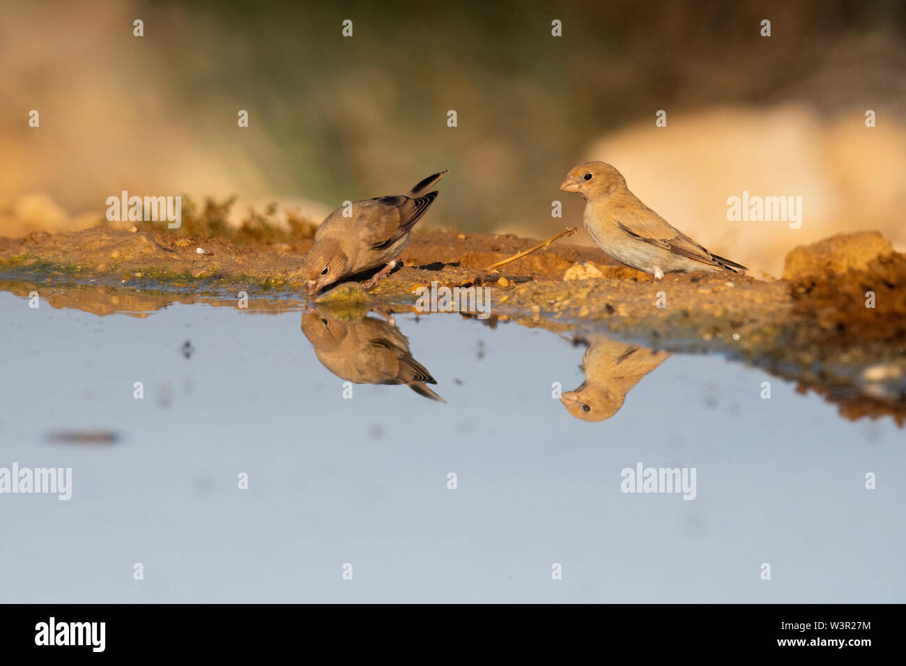 Il Sinai Rosefinch (Carpodacus synoicus) femmina sul terreno deserto del Negev, Israele Foto Stock