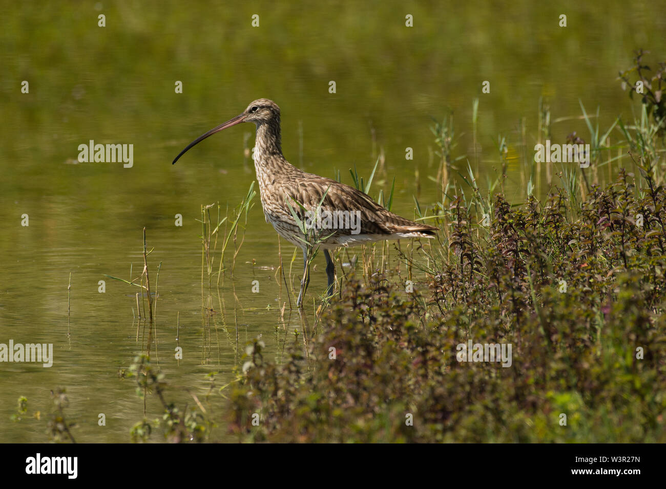 Eurasian curlew o comune (curlew Numenius arquata) a bordo d'acqua Foto Stock