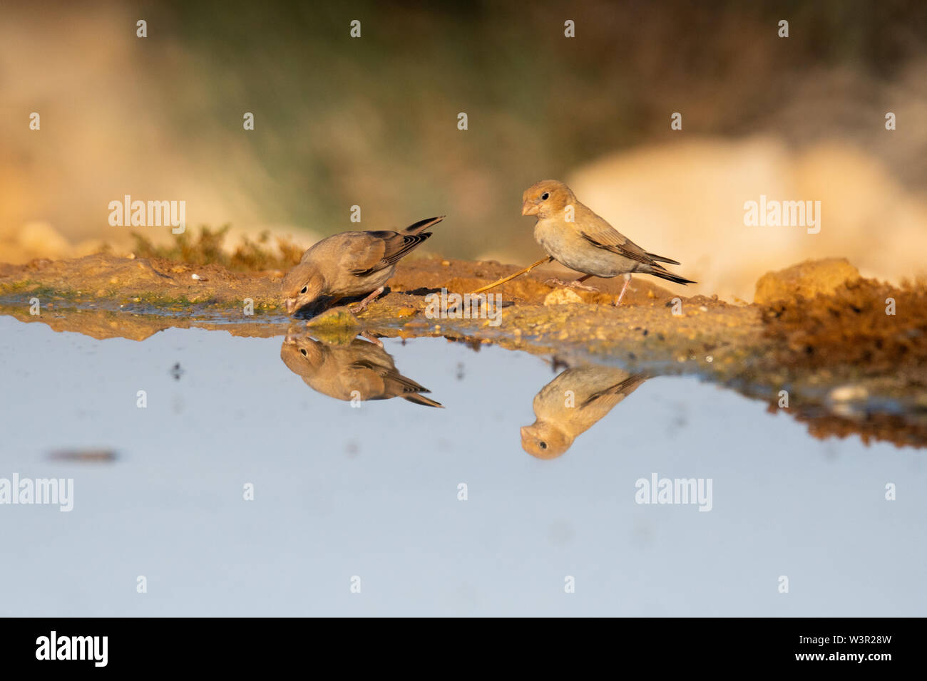 Il Sinai Rosefinch (Carpodacus synoicus) femmina sul terreno deserto del Negev, Israele Foto Stock