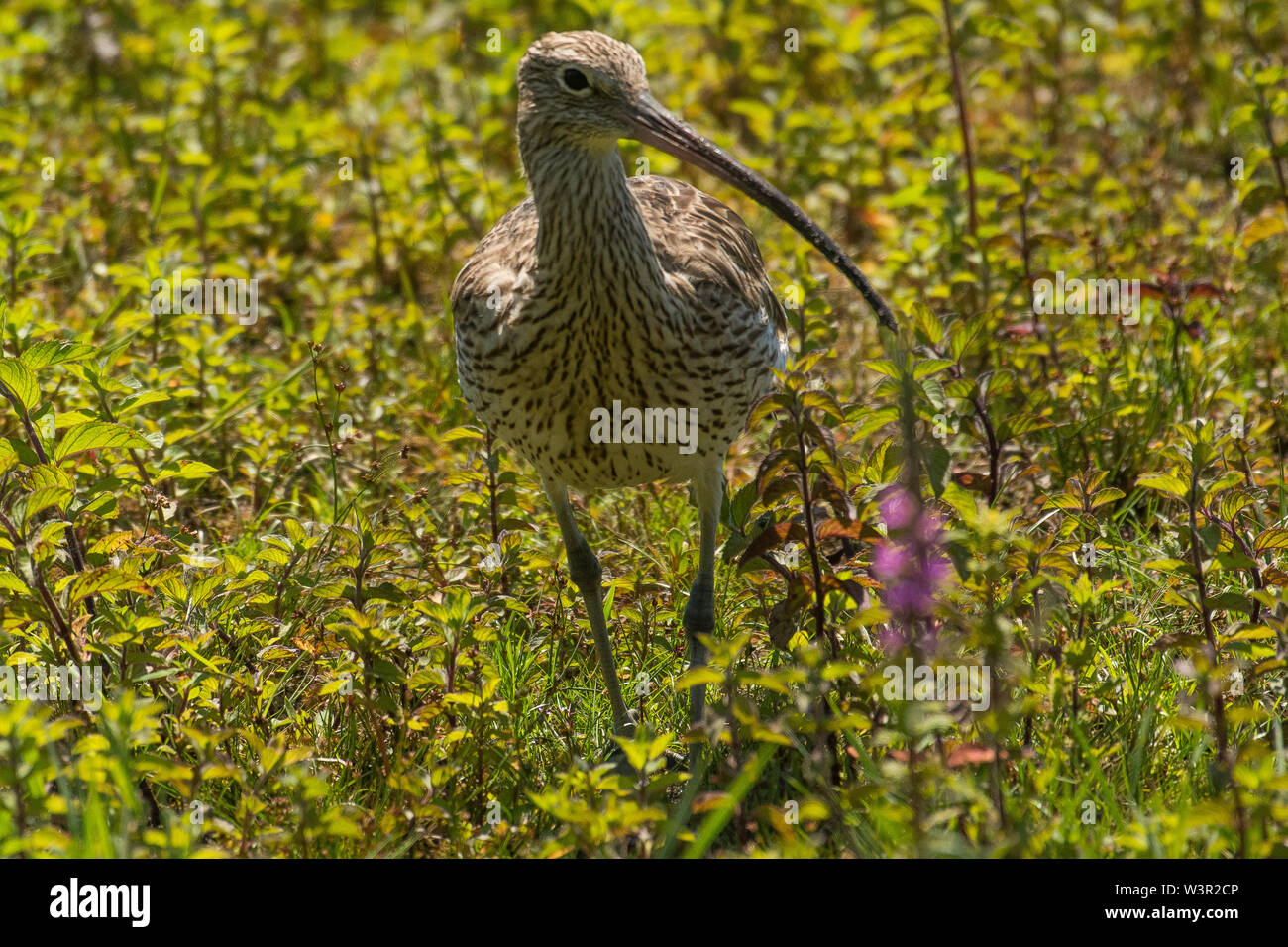 Eurasian curlew o comune (curlew Numenius arquata) Foto Stock