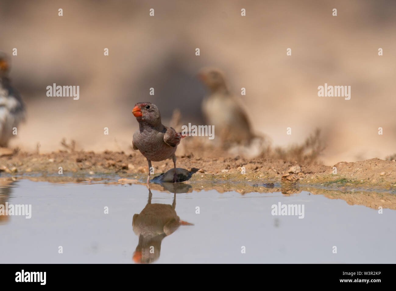 Il trombettista finch (Bucanetes githagineus) nelle vicinanze di una pozza d'acqua nel deserto del Negev, Israele in giugno Foto Stock