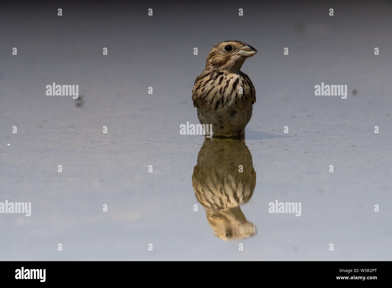 Linnet comune ( Linaria cannabina syn Fringilla cannabina o Carduelis cannabina تفاحي مألوف ) vicino a una pozza d'acqua nel deserto, negev, israele Foto Stock
