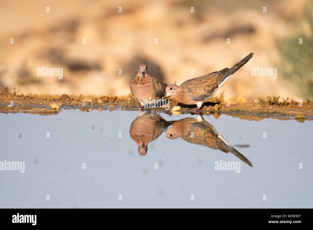 Ridendo Colomba (Spilopelia senegalensis) acqua potabile nel deserto del Negev desert, Israele. La risata di Colomba è un comune allevatore residente in Sub-Saha Foto Stock