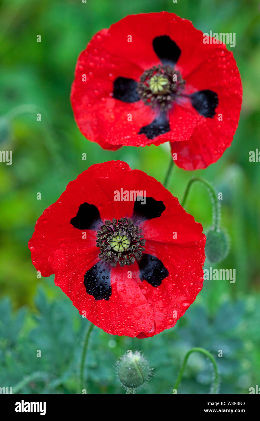 Ladybird papaveri UK giardino di fiori d'estate Foto Stock Ladybird papaveri UK giardino di fiori d'estate Foto Stock