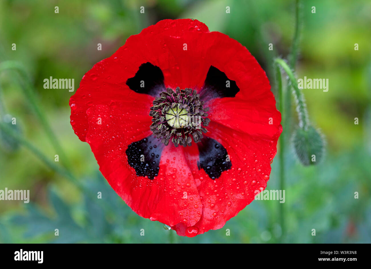 Ladybird papaveri UK giardino di fiori d'estate Foto Stock Ladybird papaveri UK giardino di fiori d'estate Foto Stock