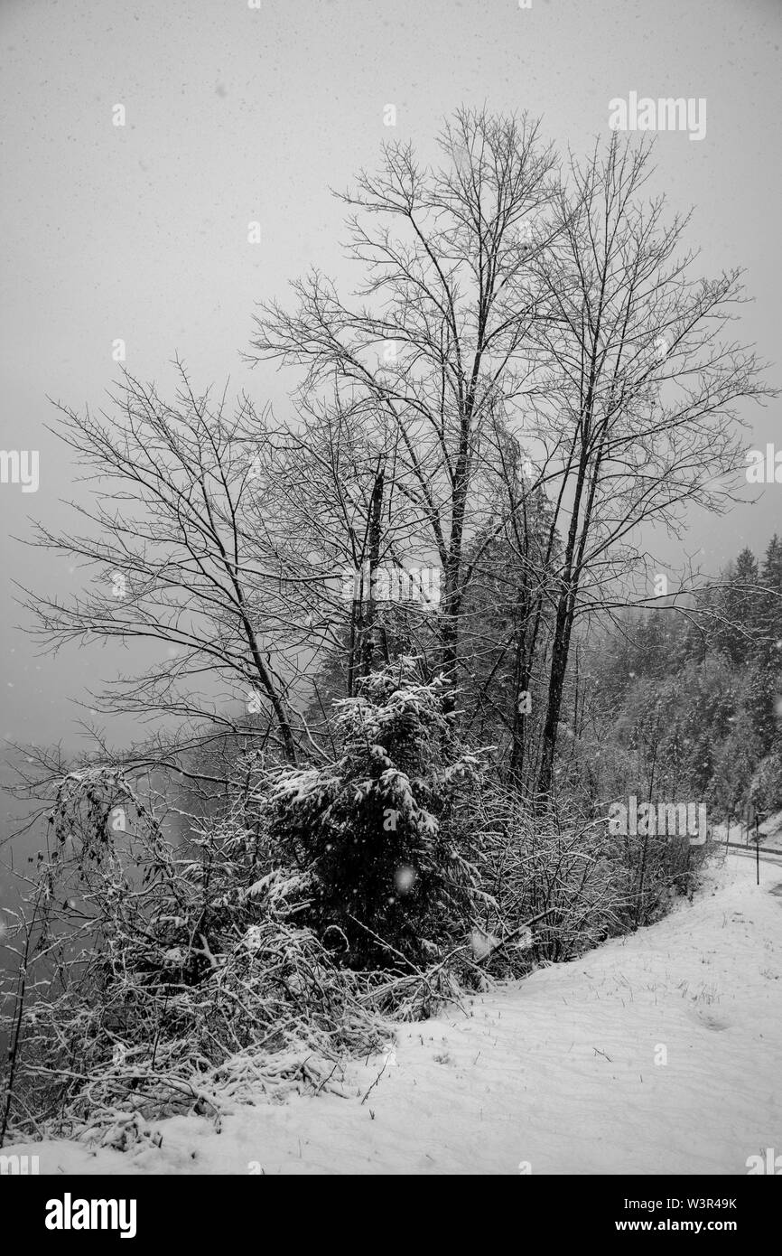 Austria, neve invernale Foto Stock