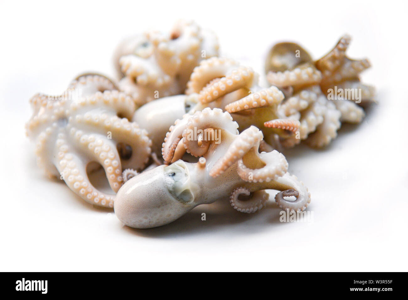Il polpo fresco o calamari pesce bollito sulla piastra bianca Foto Stock