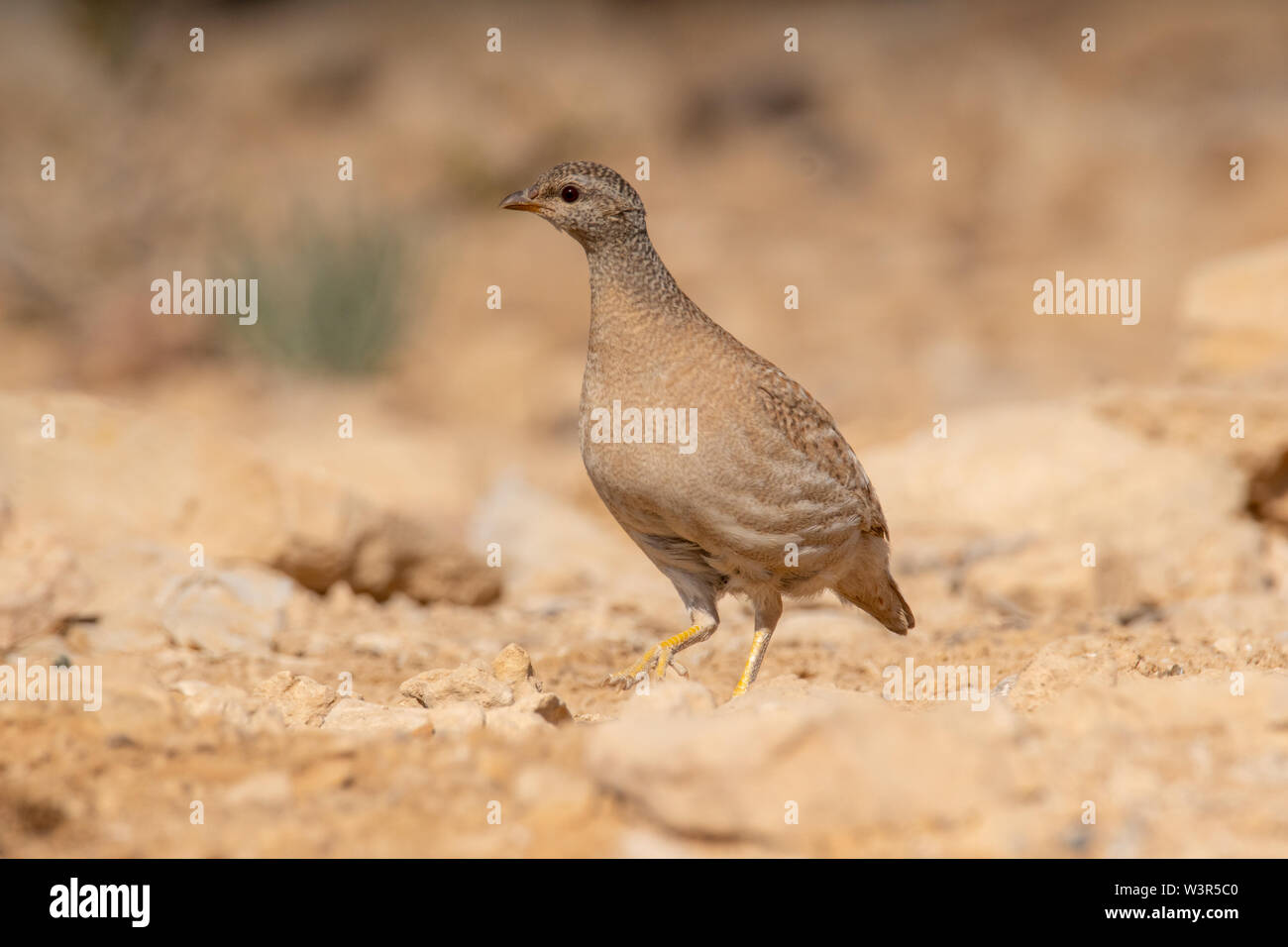 La pernice di sabbia (Ammoperdix heyi) è un gamebird nella famiglia di fagiano Phasianidae dell'ordine galliformi, uccelli gallinacei. Fotografato in Israele Foto Stock