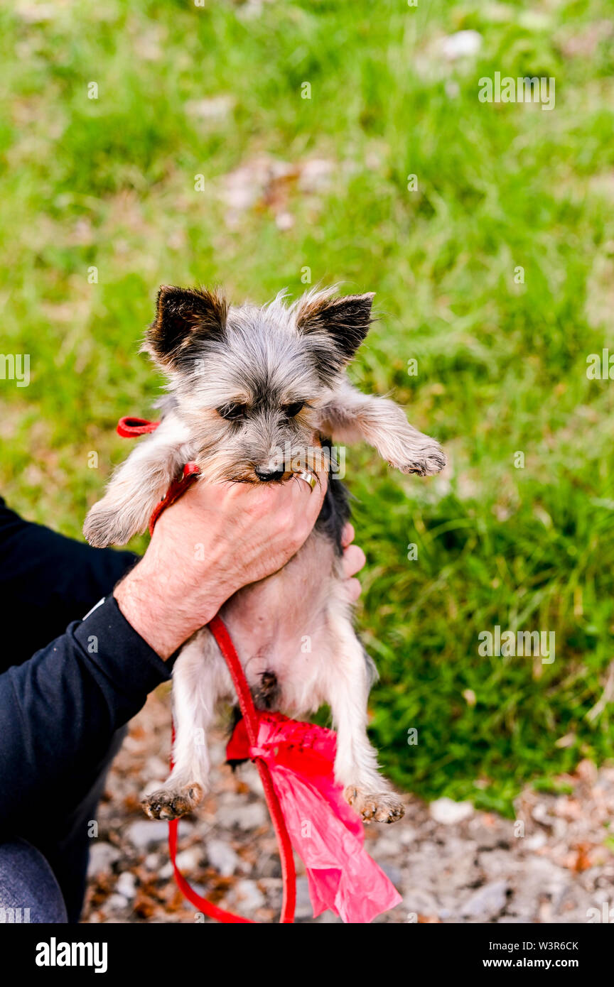 Yorkshire terrier passeggiate nel parco. Piccolo cane con un guinzaglio rosso in mani maschili. Razza decorativo di cani. Bella animali domestici e uomo Foto Stock