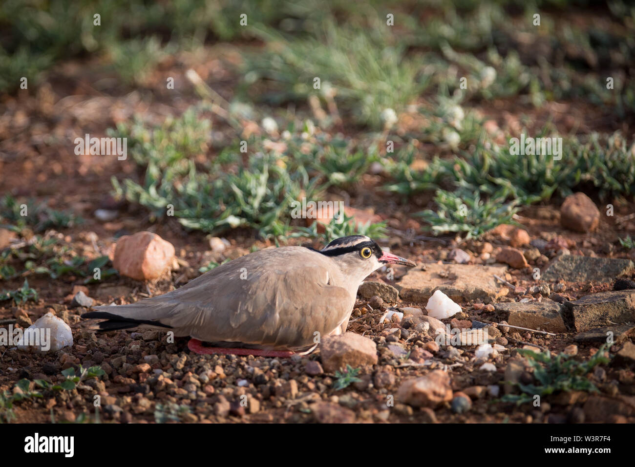 Incoronato pavoncella, Vanellus coronatus, Madikwe Game Reserve, nord ovest della provincia, Sud Africa Foto Stock
