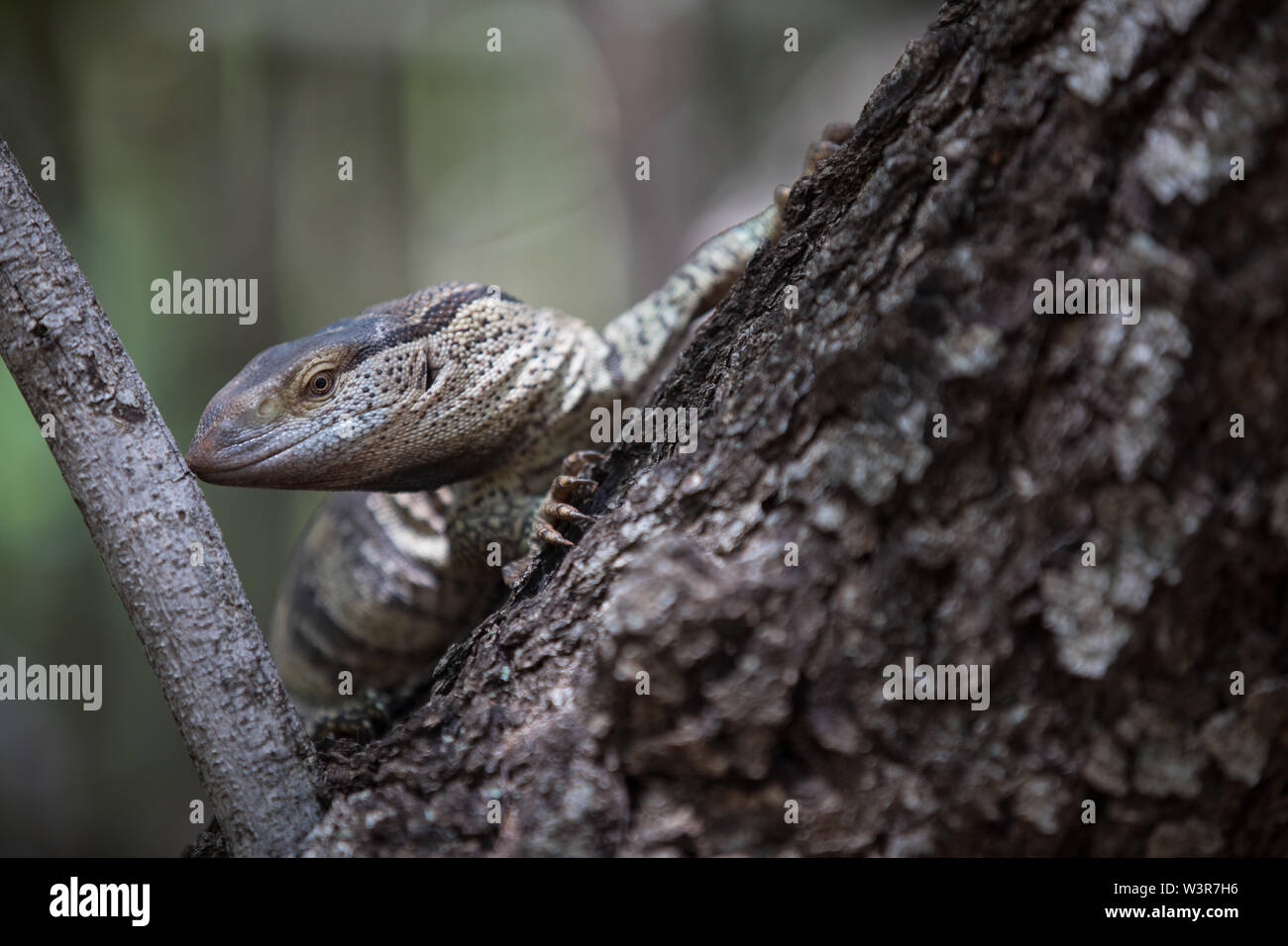 Un monitor di roccia o bianco-throated monitor, Varanus albigularis si arrampica su un albero in Madikwe Game Reserve, nord ovest della provincia, Sud Africa. Foto Stock