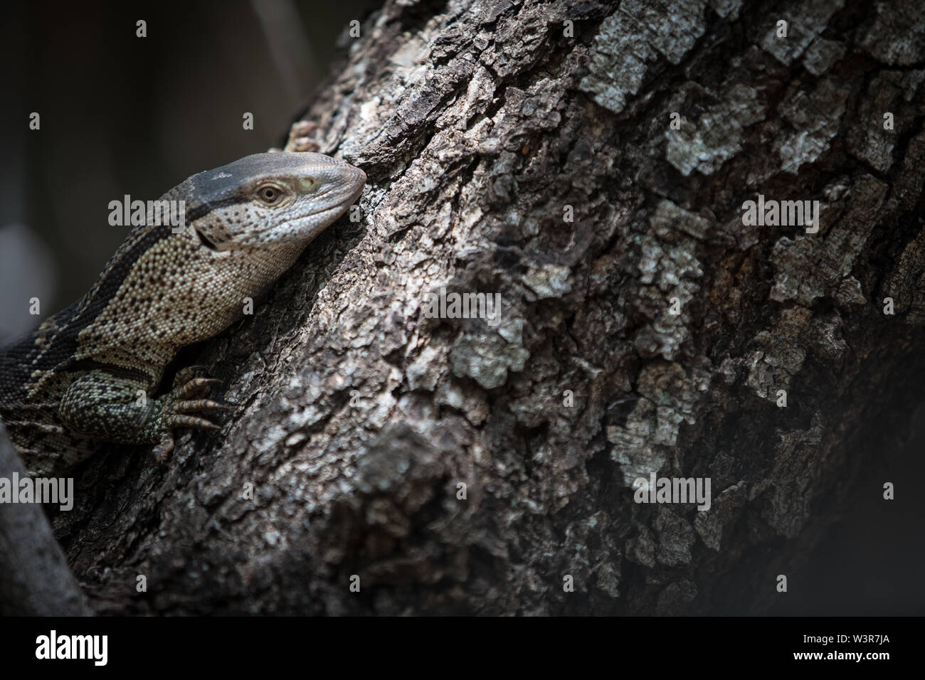 Un monitor di roccia o bianco-throated monitor, Varanus albigularis si arrampica su un albero in Madikwe Game Reserve, nord ovest della provincia, Sud Africa. Foto Stock