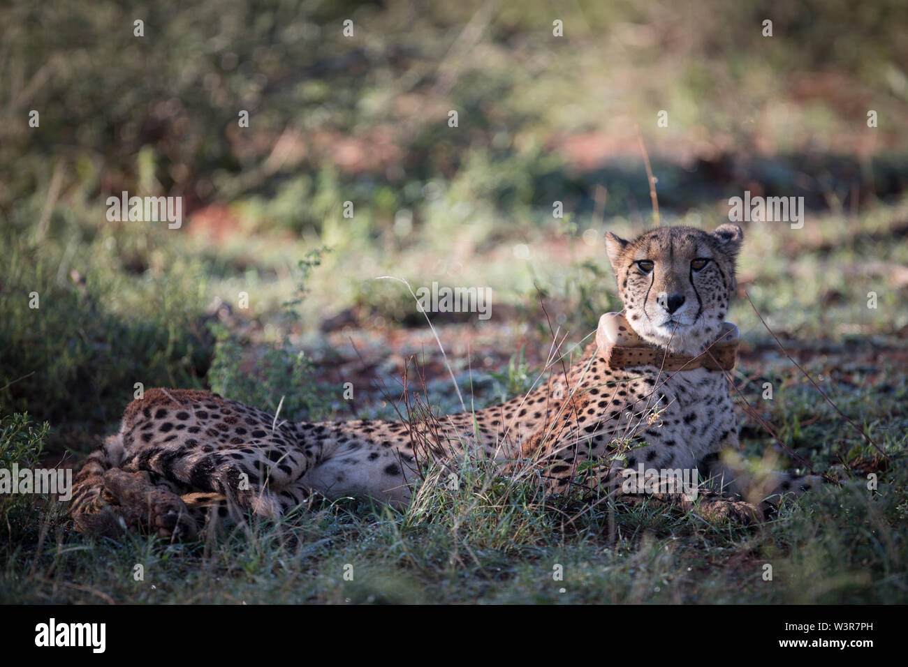 Un ghepardo, Acinonyx jubatus, era dotato di un collare gps per monitorare i suoi movimenti in Madikwe Game Reserve, nord ovest della provincia, Sud Africa. Foto Stock