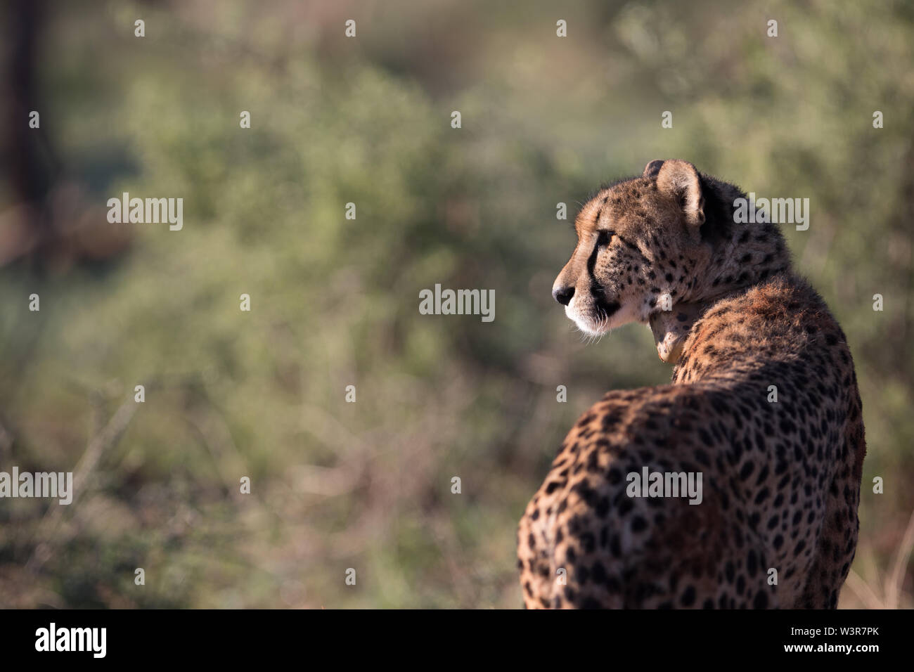 Un ghepardo, Acinonyx jubatus, era dotato di un collare gps per monitorare i suoi movimenti in Madikwe Game Reserve, nord ovest della provincia, Sud Africa. Foto Stock