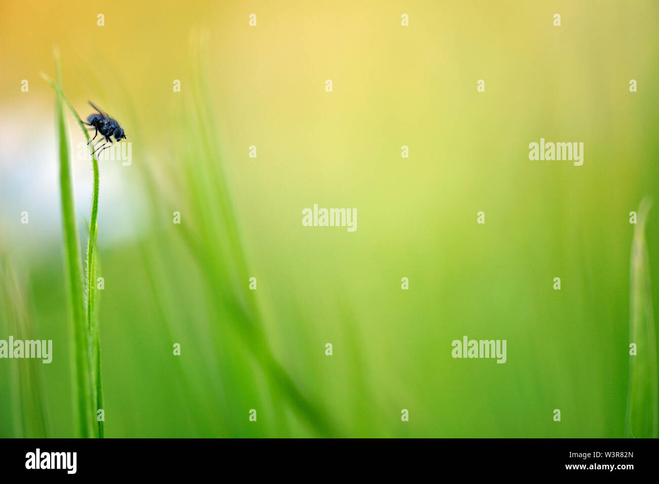 Volare in appoggio su una foglia di pianta Foto Stock