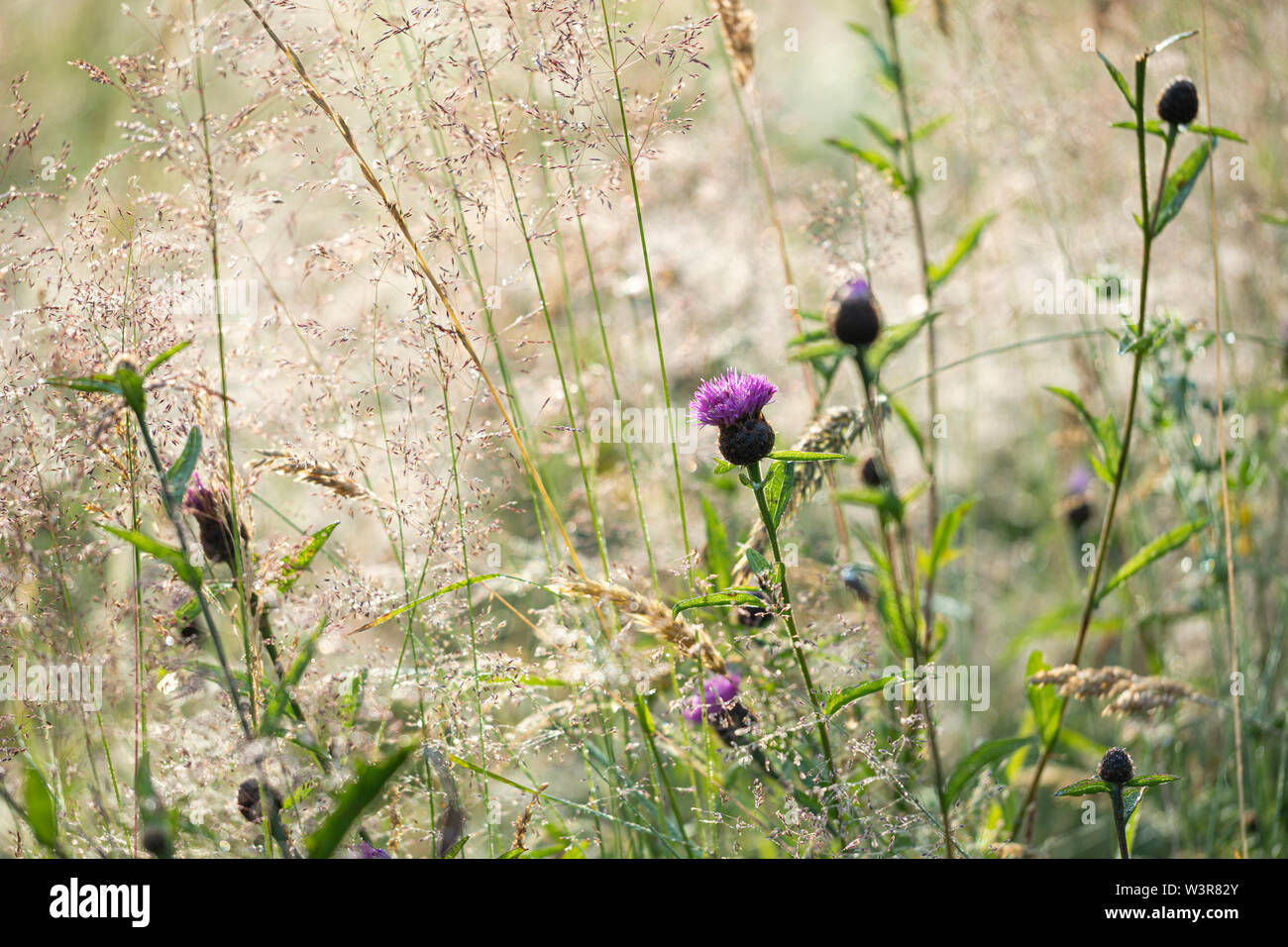 Alte erbe e fiori di cardo in un prato estivo. Foto Stock