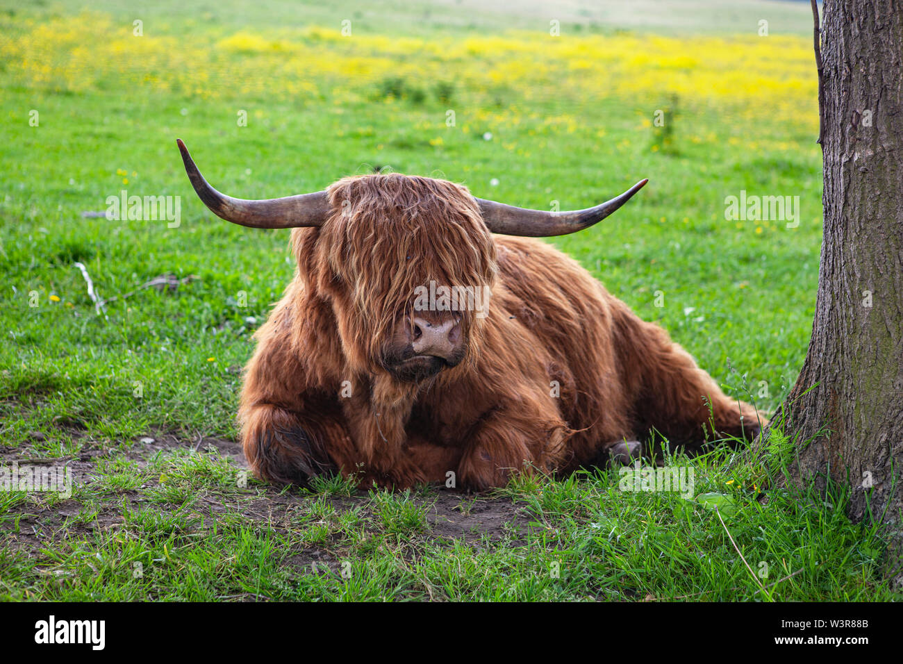 Ein Schottisches Hochlandrind auf einer Wiese. Foto Stock