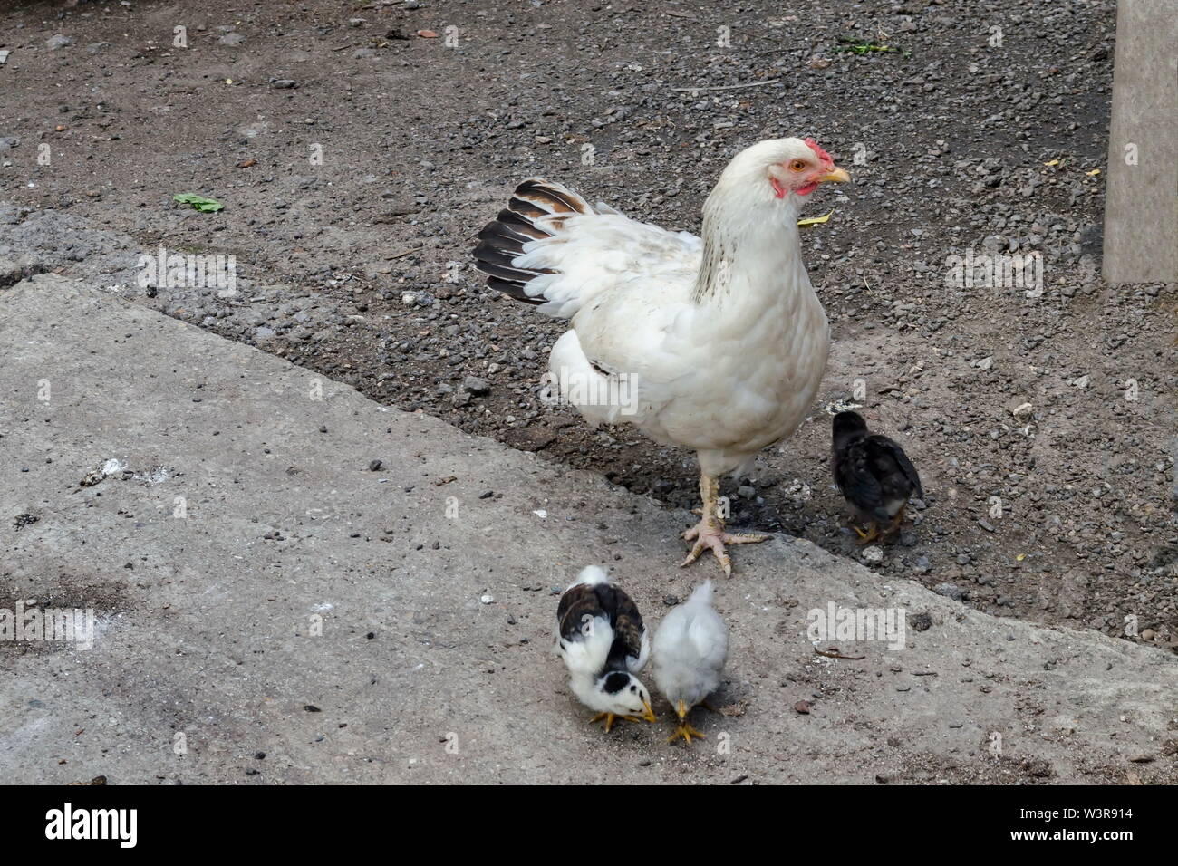 La covata-gallina con tre piccoli polli a piedi in cantiere, Jeleznitsa, montagna Vitosha, Bulgaria Foto Stock