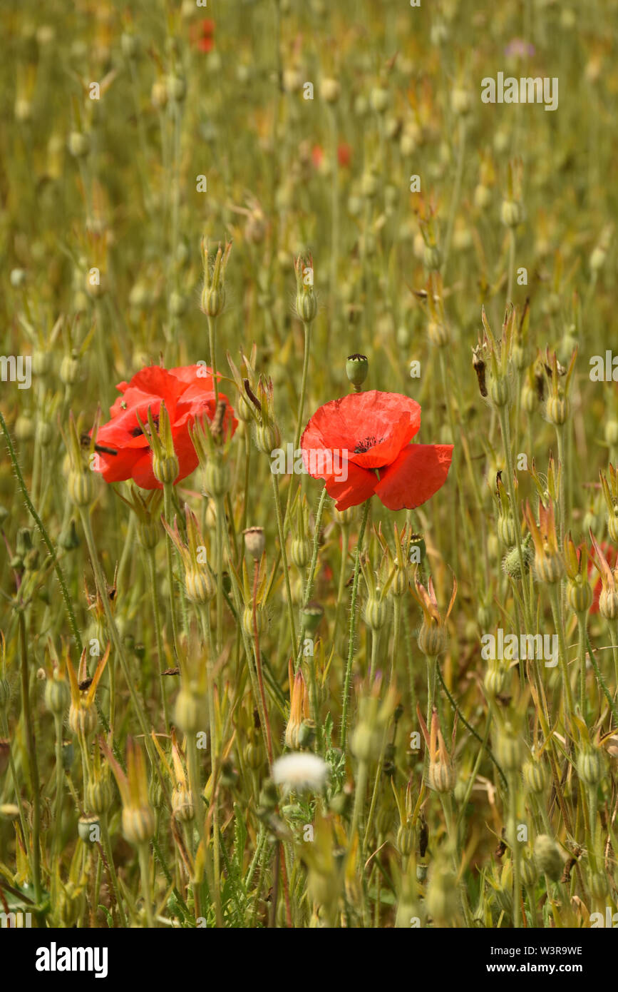Poppies in un campo Foto Stock