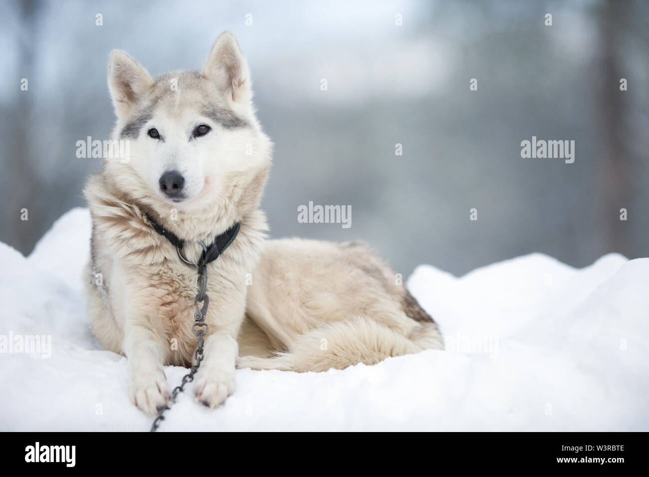 Ritratto di Wolfdog giacente sulla neve. Foto Stock