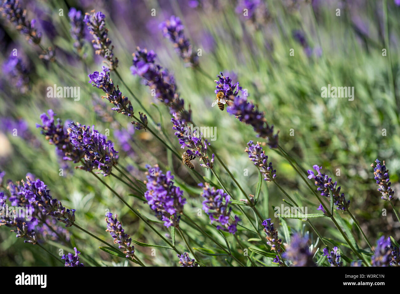 Close up di api raccogliendo miele sulla lavanda ; duftender Lavendel mit Bienen; Nahaufnahme; Lavandula angustifolia Foto Stock